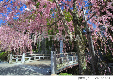 金剛峯寺（こんごうぶじ）の八重紅しだれ桜/世界文化遺産/平成百景 126185583