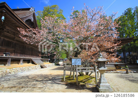 高野山の春景色、壇上伽藍・大会堂、三昧堂と西行桜(ヤマザクラ)/世界文化遺産/平成百景 高野山の春景色、壇上伽藍・大会堂、三昧堂と西行桜(ヤマザクラ)/世界文化遺産/平成百景 126185586
