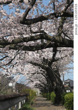 サクラ咲く‗240413‗080 サクラ咲く‗240413‗080 126185916