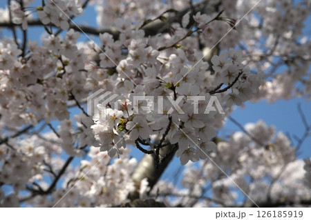 サクラ咲く‗240413‗078 サクラ咲く‗240413‗078 126185919