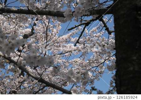 サクラ咲く‗240413‗073 サクラ咲く‗240413‗073 126185924