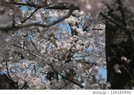 サクラ咲く‗240413‗067 サクラ咲く‗240413‗067 126185930