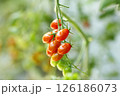 赤く色づく収穫前のミニトマト 126186073