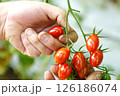 赤く色づくミニトマトの収穫 126186074