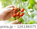 赤く色づくミニトマトの収穫 126186075