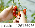 赤く色づくミニトマトの収穫 126186076