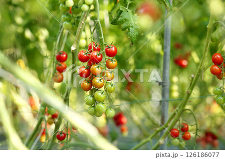 赤く色づく収穫前のミニトマト 126186077