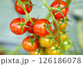 赤く色づく収穫前のミニトマト 126186078