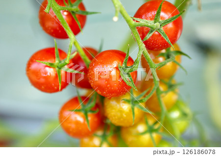 赤く色づく収穫前のミニトマト 126186078