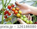 赤く色づくミニトマトの収穫 126186080