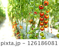 赤く色づく収穫前のミニトマト 126186081