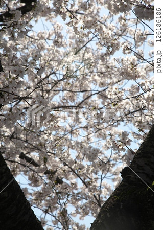 サクラ咲く‗240413‗144 126186186