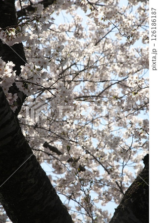 サクラ咲く‗240413‗143 126186187