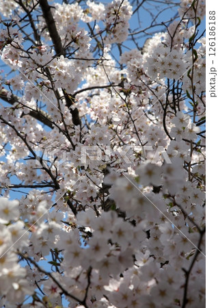 サクラ咲く‗240413‗142 126186188