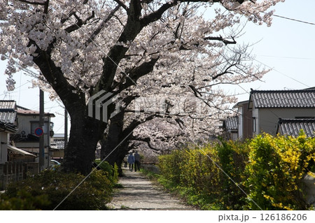 サクラ咲く‗240413‗124 サクラ咲く‗240413‗124 126186206