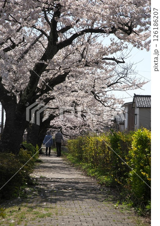 サクラ咲く‗240413‗123 126186207