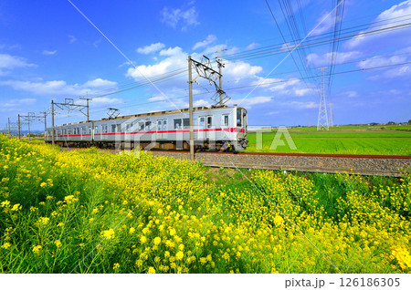 菜の花畑を走る東武伊勢崎電車 126186305