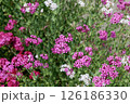 ムシトリナデシコの花畑 126186330