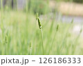 ラベンダーグロッソの花芽 126186333