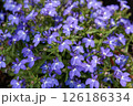 小さな青色の花 126186334