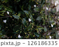 白くて小さい花 126186335