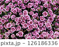 ピンクのナデシコの花 126186336