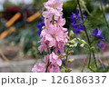 ピンク色の千鳥草 126186337