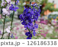 紫色の花を咲かせた千鳥草 126186338