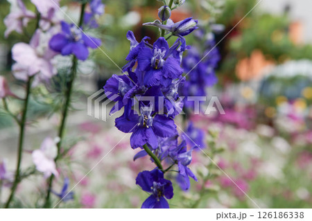 紫色の花を咲かせた千鳥草 紫色の花を咲かせた千鳥草 126186338