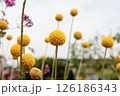 黄色い花　クラスペディア 126186343