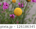 黄色い花　クラスペディア 126186345