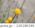 黄色い花　クラスペディア 126186346