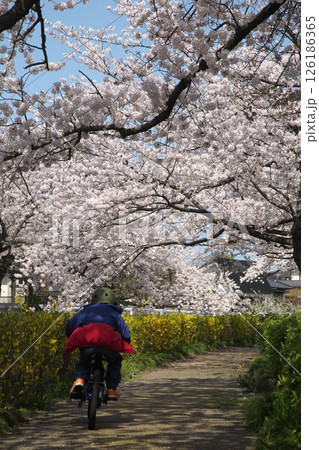 サクラ咲く‗240413‗239 サクラ咲く‗240413‗239 126186365