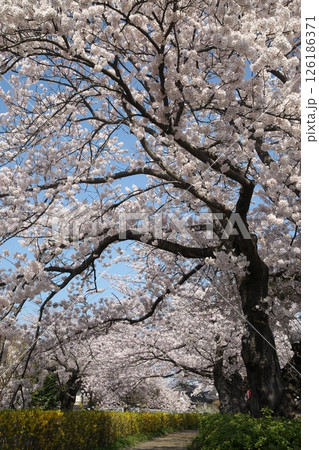 サクラ咲く‗240413‗233 サクラ咲く‗240413‗233 126186371