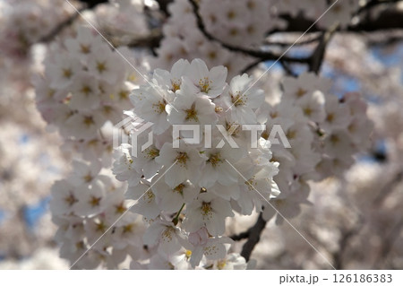 サクラ咲く‗240413‗221 サクラ咲く‗240413‗221 126186383