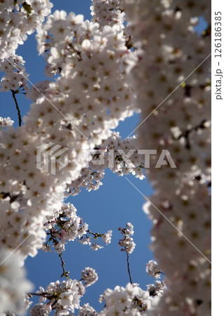 サクラ咲く‗240413‗219 126186385