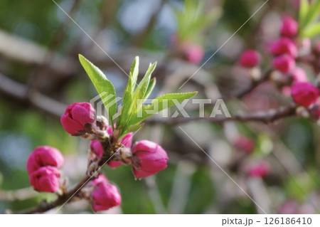 春、命の芽吹き 春、命の芽吹き 126186410