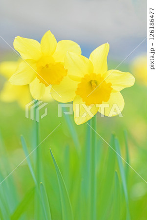 家の周りの草花　四季の色々　春の公園の花壇に黄色く美しい清楚なスイセン花が咲きました　 126186477