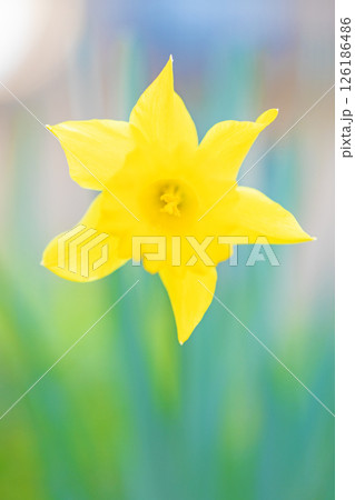 家の周りの草花　四季の色々　春の公園の花壇に黄色く美しい清楚なスイセン花が咲きました　 126186486