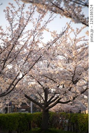 サクラ咲く‗240413‗259 サクラ咲く‗240413‗259 126186524