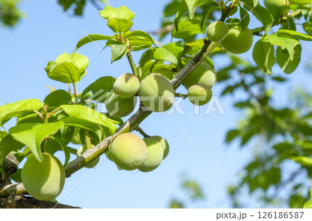 初夏の偕楽園梅園の青梅の実 126186587