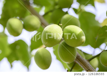 初夏の偕楽園梅園の青梅の実 初夏の偕楽園梅園の青梅の実 126186593