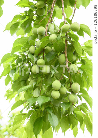 初夏の偕楽園梅園の青梅の実 初夏の偕楽園梅園の青梅の実 126186598