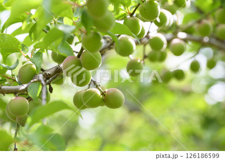 初夏の偕楽園梅園の青梅の実 初夏の偕楽園梅園の青梅の実 126186599