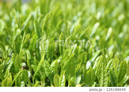 初夏の茶畑の新茶の芽吹き 126186649