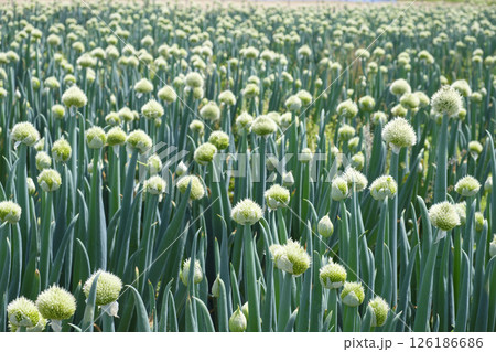 初夏の採種用のネギ畑　初夏の葱坊主 126186686