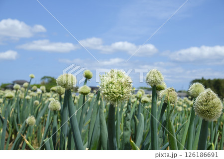 初夏の採種用のネギ畑 初夏の葱坊主 初夏の採種用のネギ畑 初夏の葱坊主 126186691