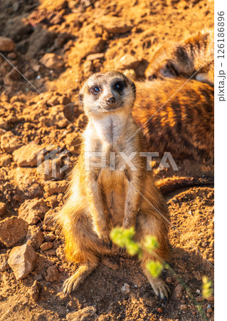 Meerkat, Suricata suricatta, on hind legs. Portrait of meerkat standing on hind legs with alert expression. Portrait of a funny meerkat sitting on its hind legs. Meerkat, Suricata suricatta, on hind legs. Portrait of meerkat standing on hind legs with alert expression. Portrait of a funny meerkat sitting on its hind legs. 126186896