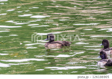 Male tufted duck, Aythya fuligula, swim in the pond 126186905