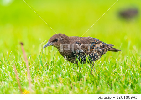 The common starling or European starling, Sturnus vulgaris, on a sprng lawn. 126186943
